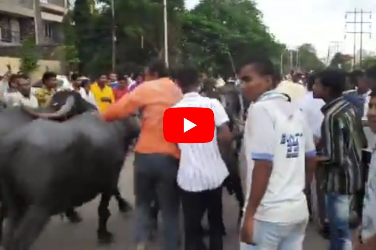 VIDEO : सोलापूरकरांना नाही कोरोनाची भीती; आषाढातील म्हशी पळविण्याच्या कार्यक्रमात मास्कविना मोठी गर्दी