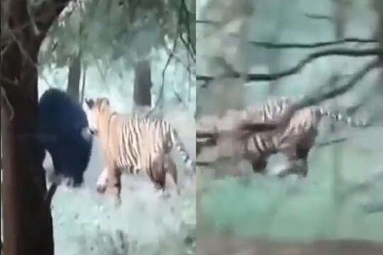अस्वलाने वाघाचा डाव उलटवून लावला.