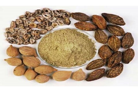 पोटाच्या समस्यांपासून त्वचा विकारांपर्यंत आणि डायबेटीस, ब्लड प्रेशरसारख्या लाइफस्टाइल विकारांवरही गुणकारी ठरतं हे जादुई औषध... नाव माहिती असेल, पण कसं आणि कधी वापरायचं हे महत्त्वाचं..