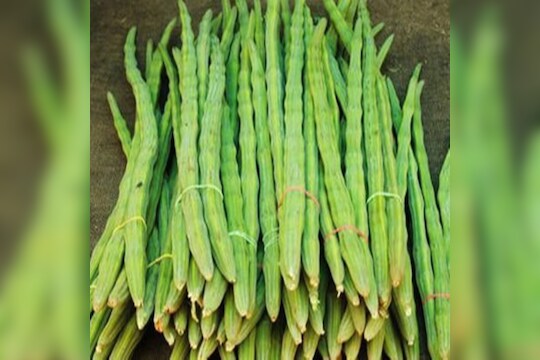 प्रतिकारशक्ती वाढवण्याबरोबरच शेवग्याचे आरोग्यासाठी असलेले इतके फायदे वाचून तुम्ही थक्क व्हाल