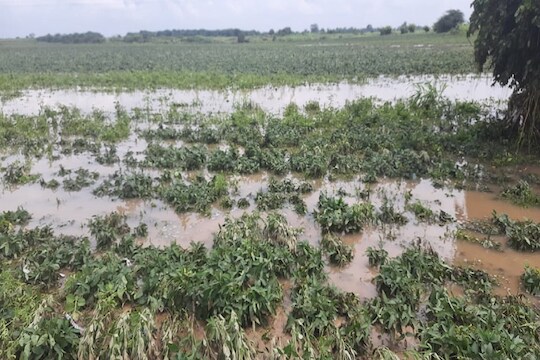 अकोल्यात पावसाचं थैमान; अतिवृष्टीने 8 हजार 657 हेक्टर क्षेत्रावरील पिकांचे नुकसान