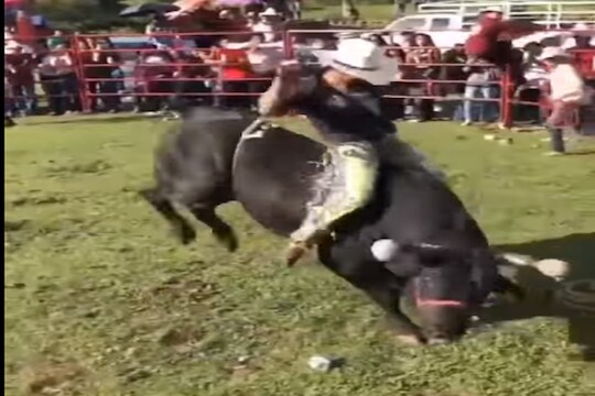 स्टंट मारायला गेला आणि चवताळला बैल; शिंगावरून उडवून जमिनीवर आपटलं; काळजाचा ठोका चुकवणारा Video