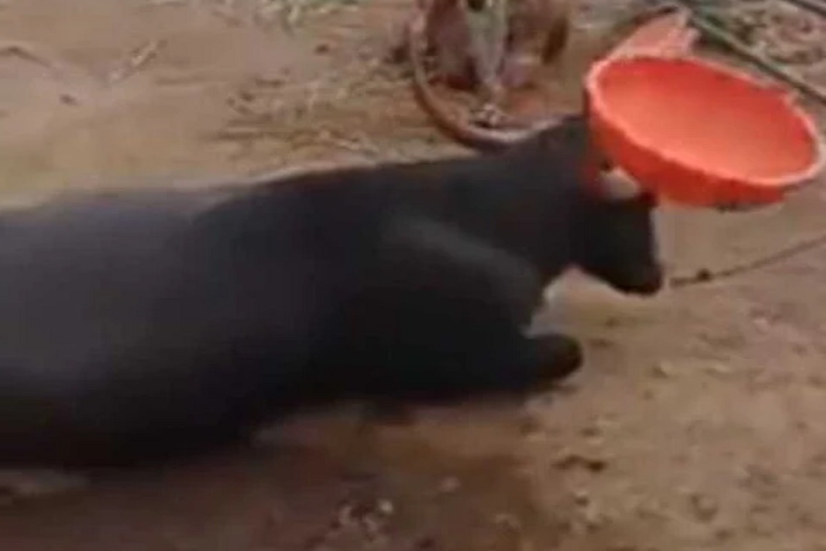 VIDEO - गरगर...गरगर... एका शिंगावर फिरवला टब; म्हशीचं स्टंट पाहून व्हाल थक्क