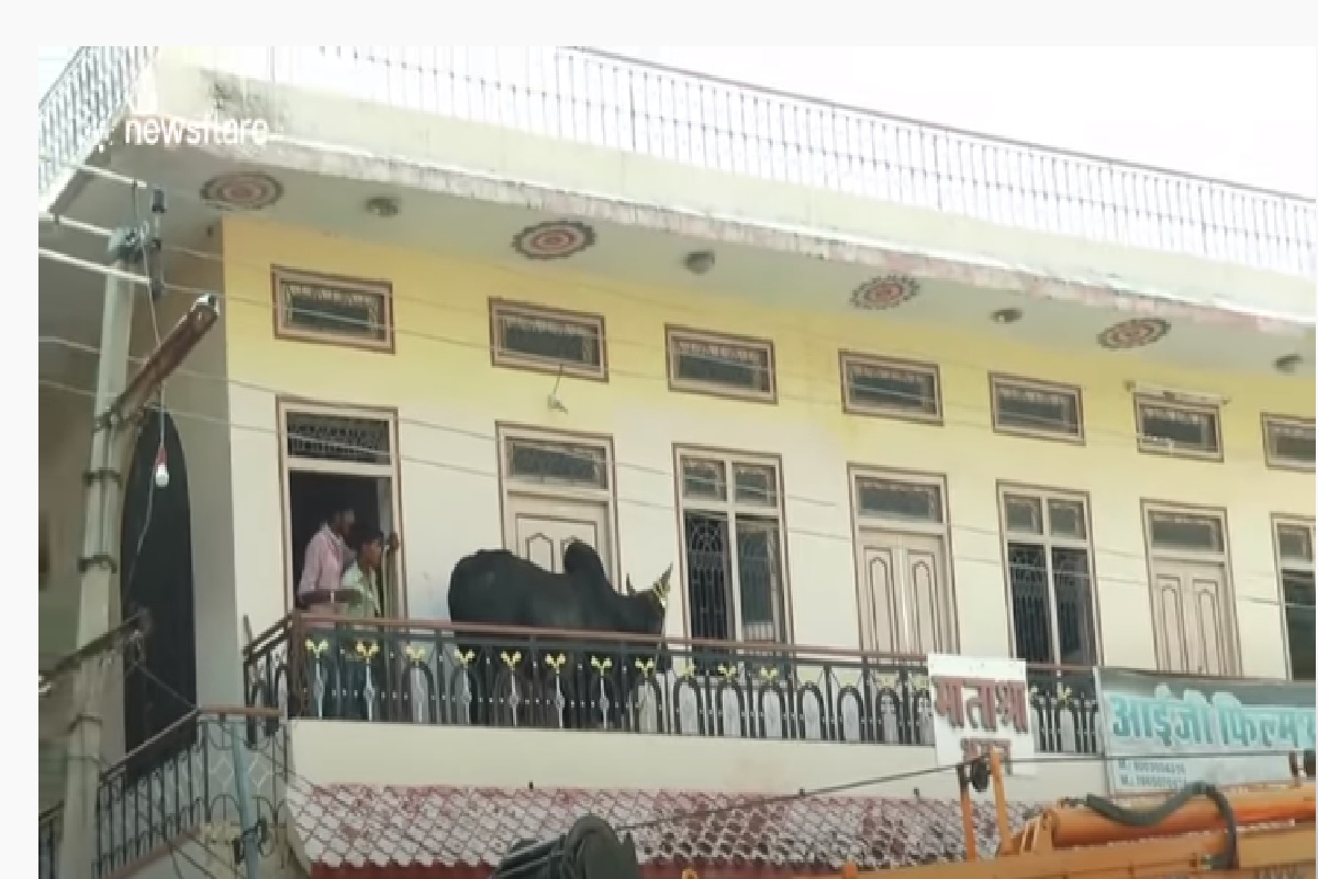 बापरे!  200 किलोचा वळू चढला दोन मजली घरावर, पाहा सुटकेचा थरारक VIDEO