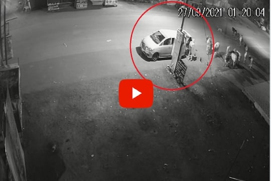 आधी इंजेक्शन देत बेशुद्ध केलं आणि मग गाडीत कोंबून गुरांची चोरी, घटनेचा VIDEO आला समोर
