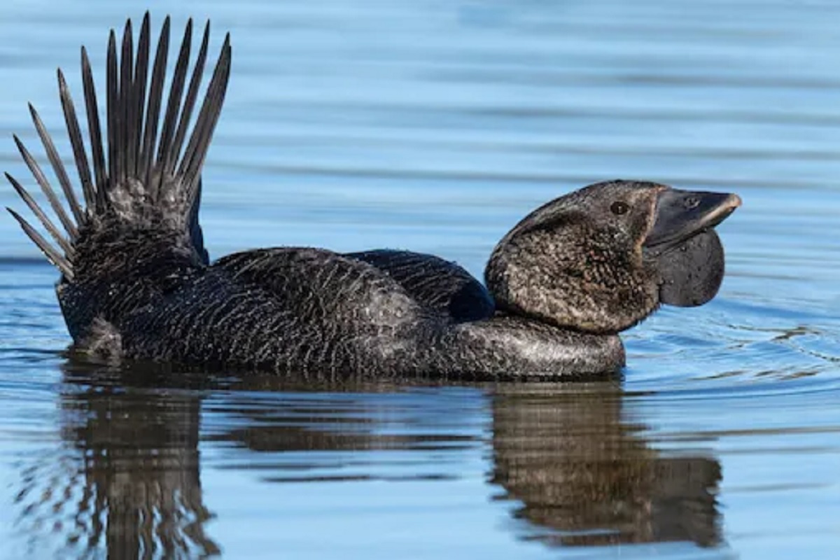OMG! रिअल Donald duck, चक्क माणसासारखा बोलतो हा बदक; पाहा VIDEO