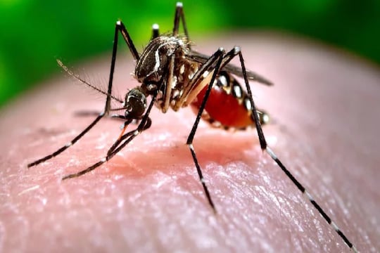 पावसाळ्यात होणाऱ्या डेंग्यू तापापासून करा कुटुंबाचा बचाव; हे 5 उपाय आहेत फायदेशीर