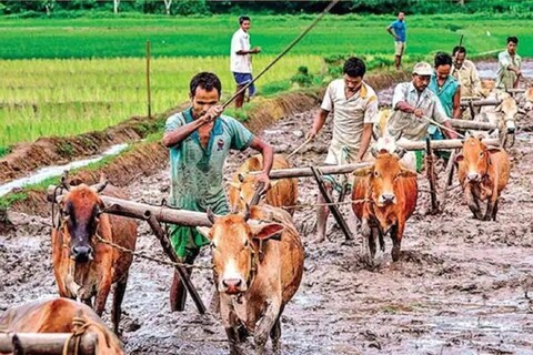 Caste Census: ग्रामीण भागातल्या एकूण कुटुंबांपैकी 9.3 कोटी म्हणजेच 54 टक्के शेतकरी कुटुंबं आहेत.
