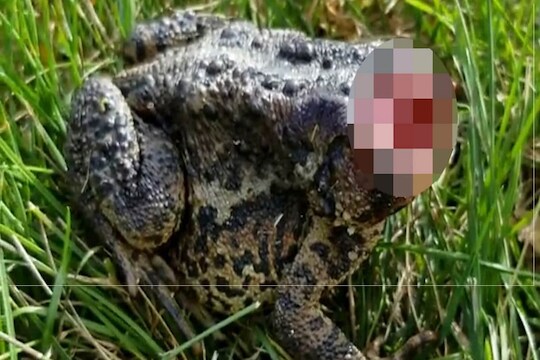 OMG! शीर धडावेगळं झालं तरी टुणटुण उड्या मारतं; बेडकाचा आश्चर्यकारक VIDEO VIRAL