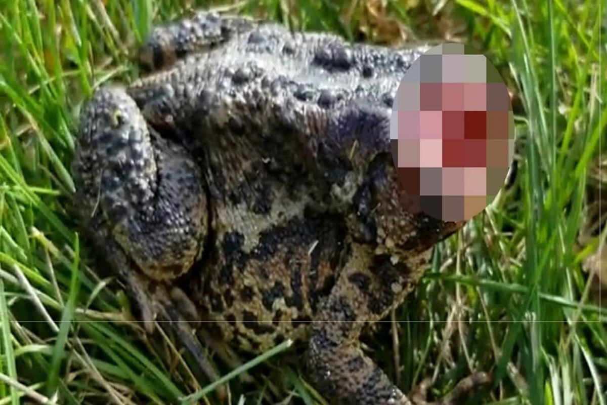 OMG! शीर धडावेगळं झालं तरी टुणटुण उड्या मारतं; बेडकाचा आश्चर्यकारक VIDEO VIRAL