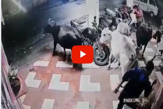 इंजेक्शन देत बेशुद्ध करुन गुरांची चोरी, लोणावळ्यातील धक्कादायक घटनेचा CCTV