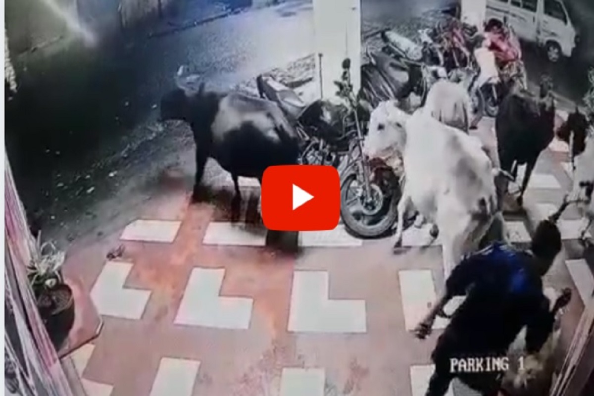 इंजेक्शन देत बेशुद्ध करुन गुरांची चोरी, लोणावळ्यातील धक्कादायक घटनेचा CCTV