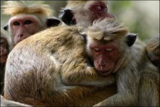 गोणीत सापडले तब्बल 20 माकडांचे मृतदेह;  विष दिल्याचा संशय, कर्नाटकातील तिसरी घटना