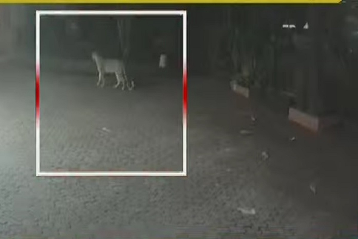 बापरे ! मुंबईतील सोसायटीत बिबट्याचा वावर, परिसरात एकच खळबळ, नागरिकांमध्ये भीतीचे वातावरण