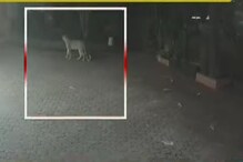 मुंबईत बिबट्याची दहशत, परिसरात एकच खळबळ, सोसायटीत शिरलेल्या Leopard चा VIDEO मुंबईत बिबट्याची दहशत, परिसरात एकच खळबळ, सोसायटीत शिरलेल्या Leopard चा VIDEO