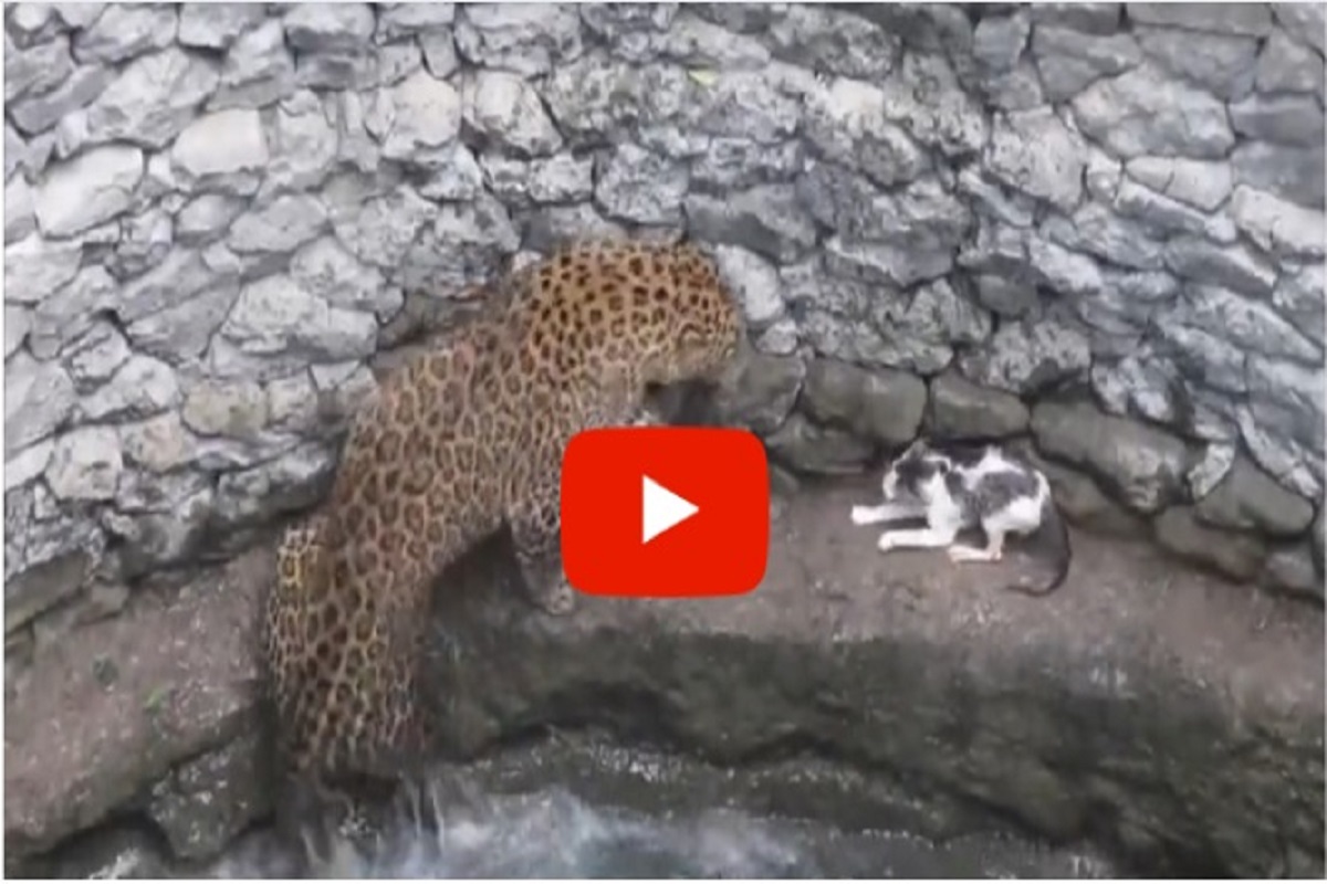 शिकार करताना बिबट्या पडला विहिरीत; बिबट्याला भिडली इवलीशी मांजर, पाहा नाशकातील थरारक VIDEO