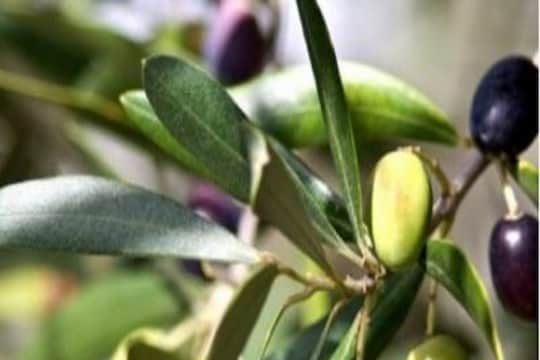 Blood Sugar: शुगर कंट्रोलसाठी या पानांचा काढा आहे गुणकारी; अशा पद्धतीनं बनवा घरच्या घरी