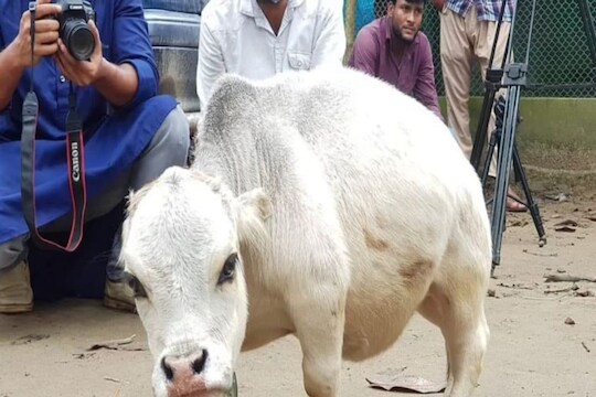 अवघ्या 20 इंच उंच गायीच्या सुरक्षेसाठी तीन-तीन सुरक्षारक्षक, मृत्यूच्या एका महिन्यानंतर नावावर झाला 'हा' World Record