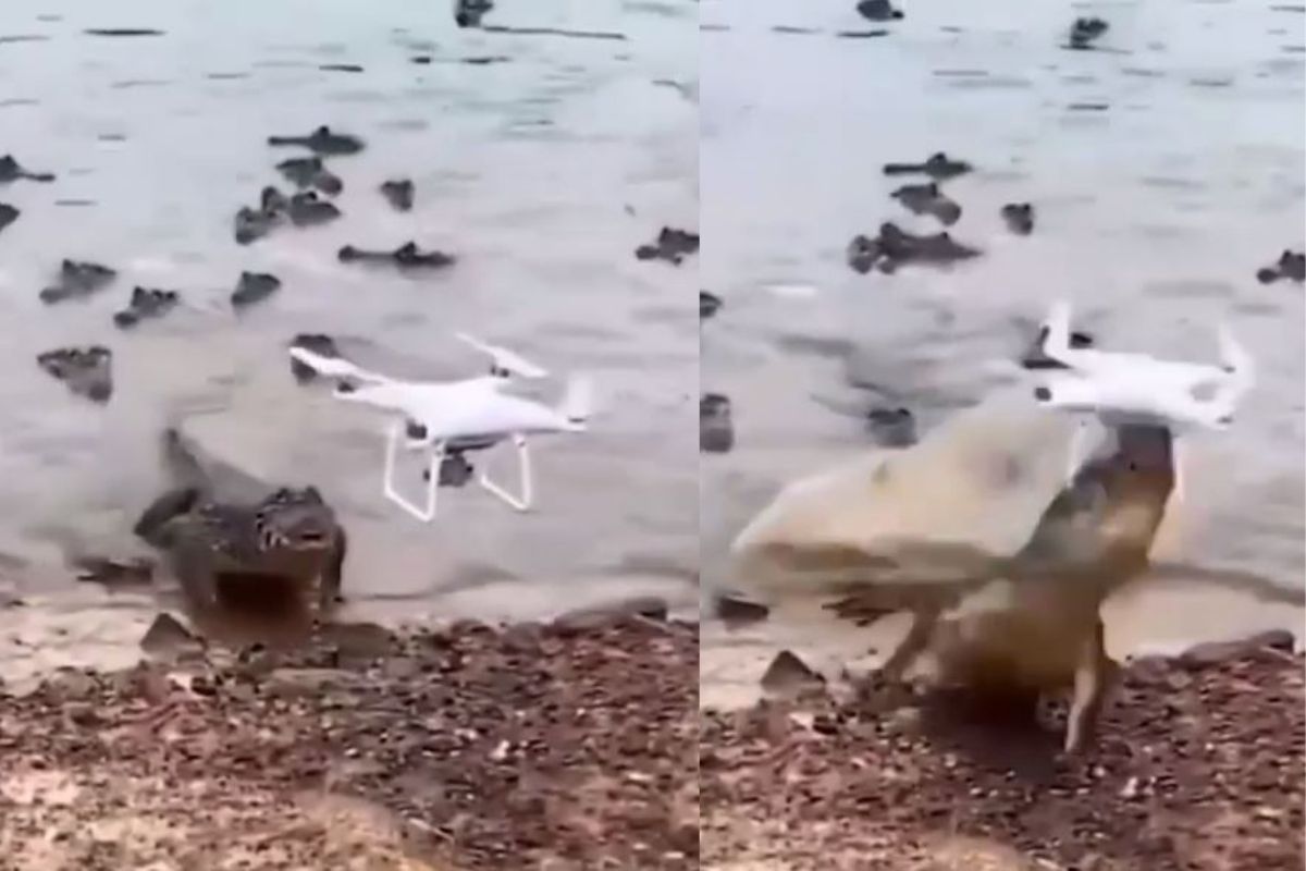 ड्रोनवर हल्ला करण्यासाठी पाण्याबाहेर आली मगर पण...; VIDEO मध्ये पाहा पुढे काय घडलं