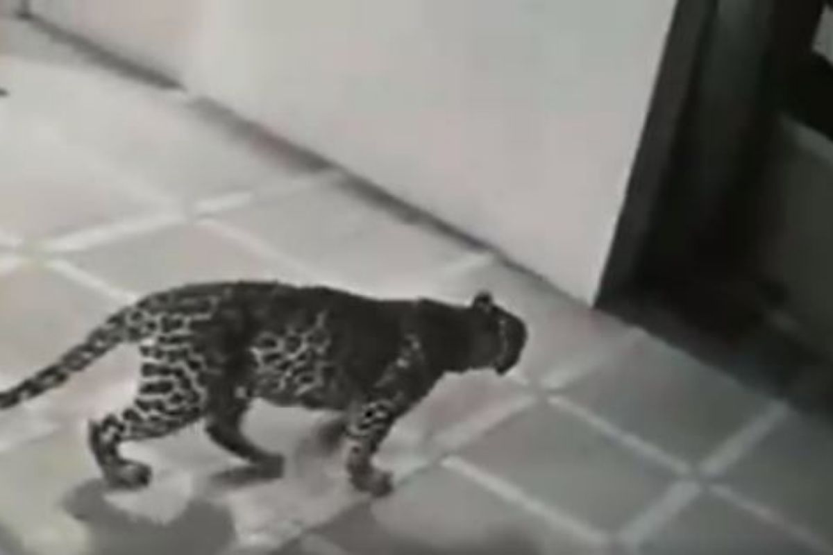 रात्रीच्या अंधारात घरात शिरला बिबट्या अन्...; धडकी भरवणारा VIDEO आला समोर