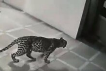 रात्रीच्या अंधारात घरात शिरला बिबट्या अन्...; धडकी भरवणारा VIDEO आला समोर रात्रीच्या अंधारात घरात शिरला बिबट्या अन्...; धडकी भरवणारा VIDEO आला समोर