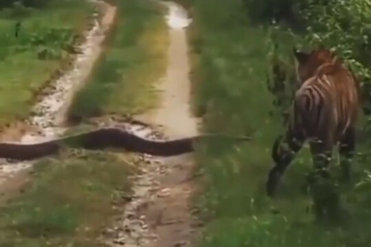 चक्क अजगराला घाबरुन वाघानं काढला पळ; VIDEO मध्ये पाहा नेमकं काय घडलं