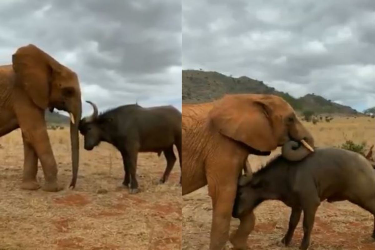 म्हैस आणि हत्तीची दोस्ती पाहून तुम्हीही म्हणाल 'मैत्री असावी तर अशी'; हा VIDEO जिंकतोय नेटकऱ्यांची मनं