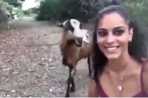 या अजब व्हिडिओमध्ये (Viral Video) दिसतं, की महिला बकरीसोबत सेल्फी किंवा व्हिडिओ काढण्याचा प्रयत्न करत आहे. मात्र, ही बकरी थोडी रागात होती
