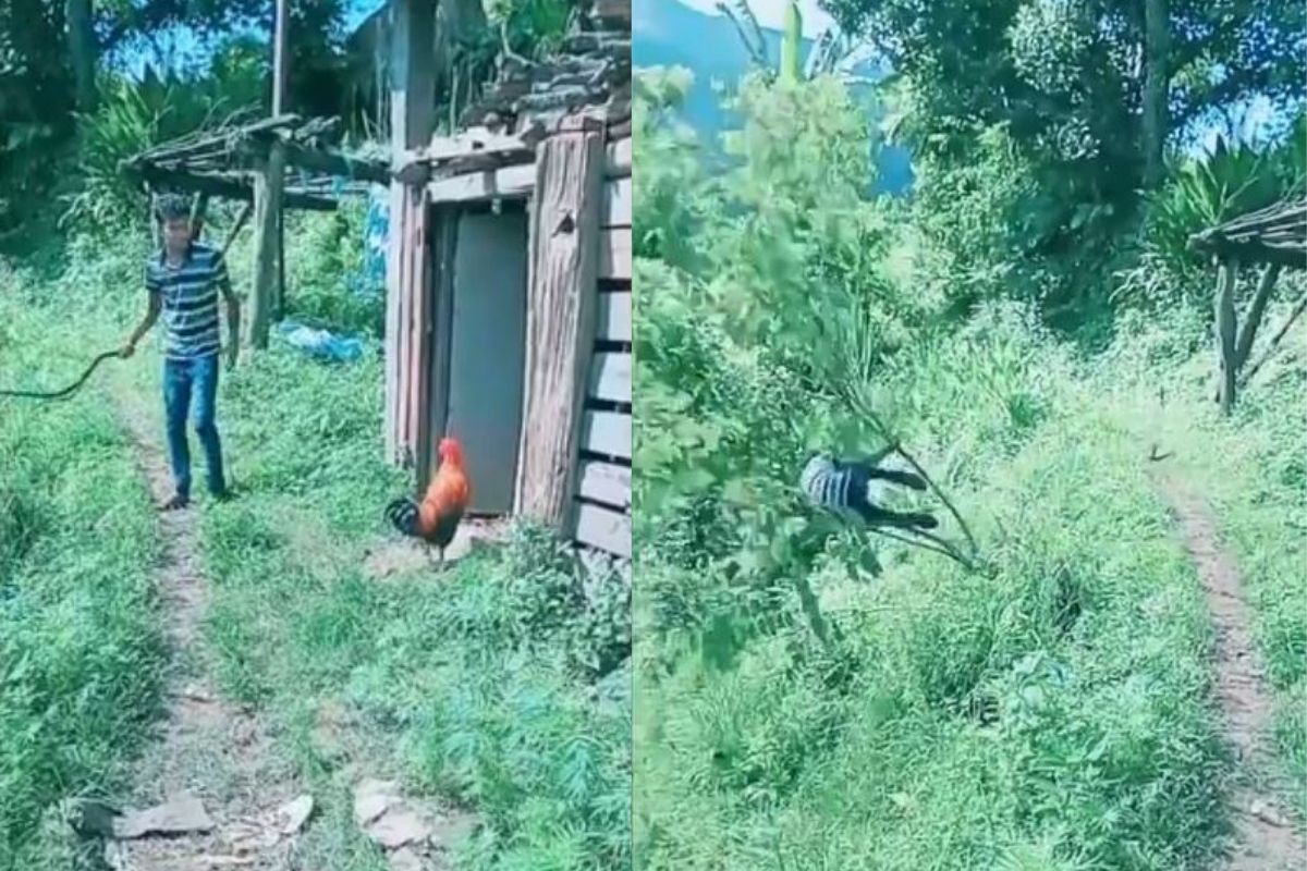 VIDEO: कोंबड्यासोबत पंगा घेणं भोवलं; तरुणाची झाली भलतीच फजिती, अक्षरशः फुटला घाम