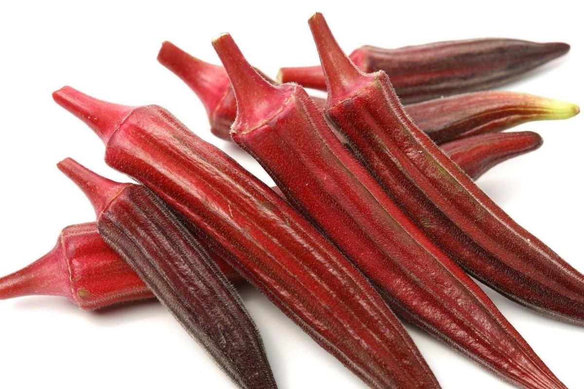 लाल भेंडी पिकवून शेतकरी झाला मालामाल; 800 रुपये किलो मिळतोय दर, जाणून घ्या खासियत