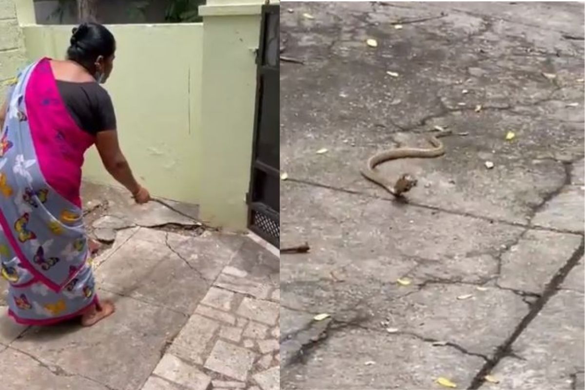 VIDEO : घरात शिरताना दिसला विषारी साप; पुढे महिलेनं जे केलं ते पाहून होतोय कौतुकाचा वर्षाव