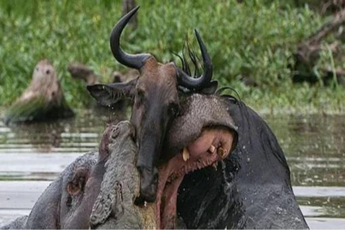 अचानकच एकमेकांवर तुटून पडले तीन प्राणी; शिकारीचा कधीही पाहिला नसेल असा PHOTO