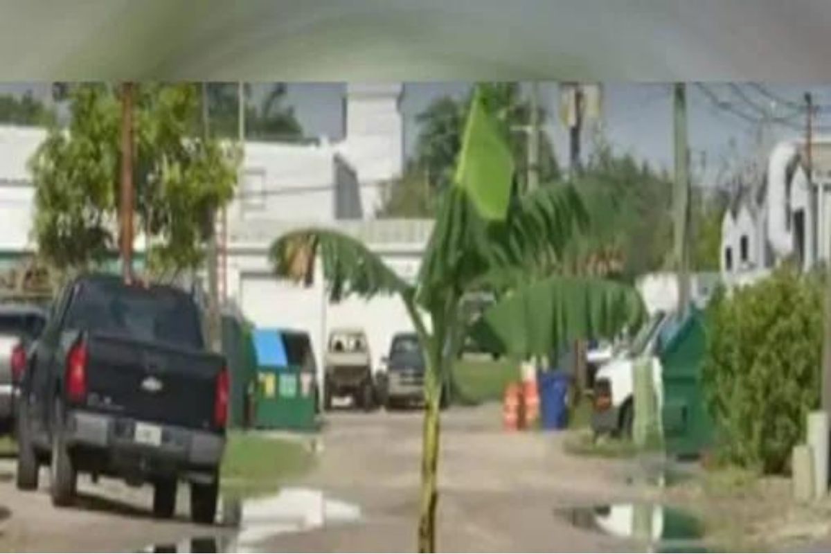 अजबच! रहदारीच्या रस्त्यावर मधोमध लावलं गेलंय केळीचं झाड; काय आहे हे विचित्र प्रकरण? पाहा VIDEO