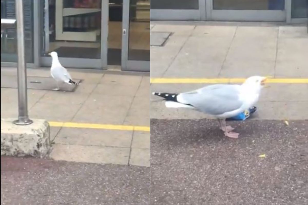 कधी पक्षाला चोरी करताना पाहिलंय का? चोरीचा हा VIDEO पाहून लावाल डोक्याला हात