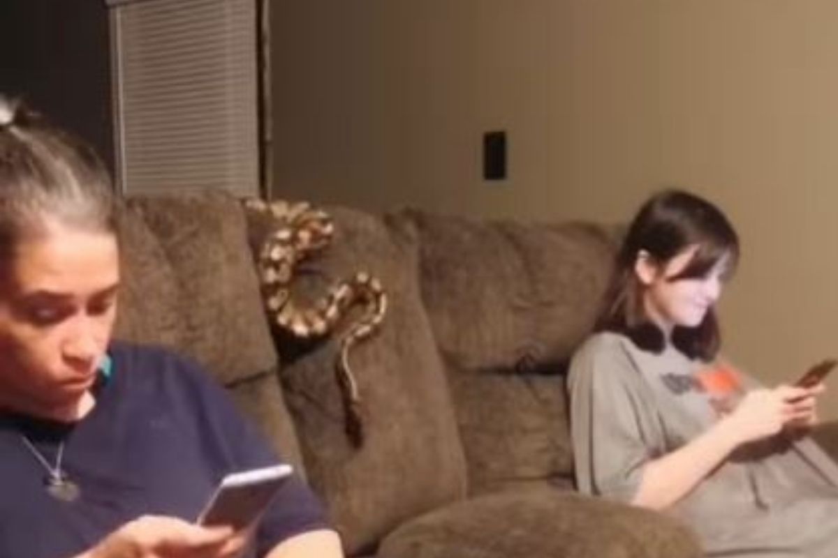 सोफ्यावर बसून गप्पा मारत होत्या दोघी; अचानकच साप आला अन्..., घटनेचा VIDEO VIRAL