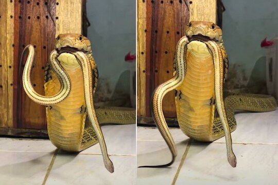 भल्यामोठ्या किंग कोब्रानं सापाला जिवंतच गिळलं; VIDEO पाहून येईल अंगावर काटा