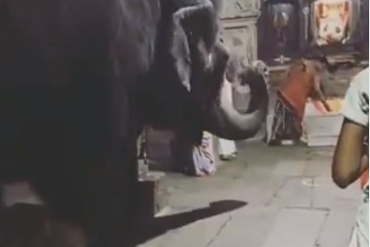 हत्तीही झाला गणपती बाप्पाच्या भक्तीत तल्लीन; दर्शनाचा खास Video होतोय व्हायरल