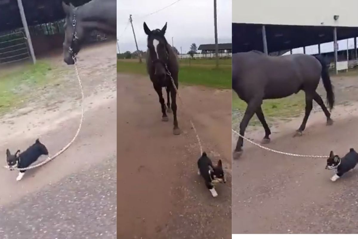 VIDEO: इवल्याशा कुत्र्याची घोड्यासोबत जमली गट्टी; अनोखी मैत्री जिंकतीये नेटकऱ्यांची मनं