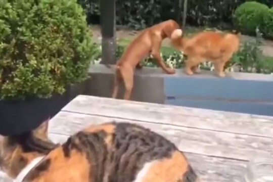 VIDEO: याला म्हणतात खरी मैत्री; कुत्र्याला वाचवण्यासाठी मांजरीनं केलेलं काम पाहून नेटकरीही थक्क