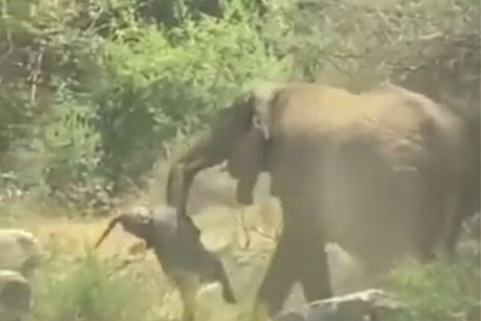 मृत पिल्लाला सोंडेत घेऊन फिरताना दिसली हत्तीण; VIDEO पाहून पाणावतील डोळे