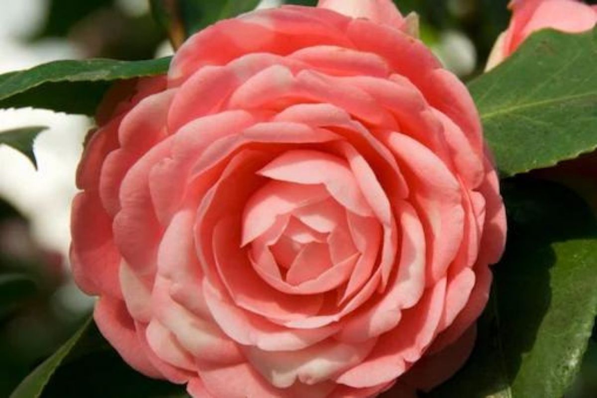 जगात केवळ दोनच ठिकाणी फुलतं हे दुर्मिळ फूल; किंमत ऐकून व्हाल थक्क, रंजक आहे याची कथा