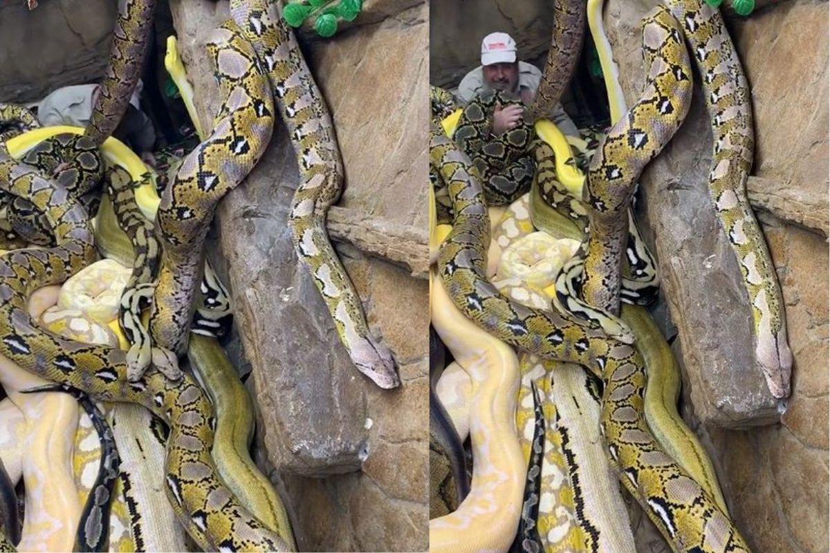 OMG! चक्क सापांसोबत खेळत होता व्यक्ती अन्...; हा Viral Video पाहून येईल अंगावर काटा