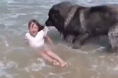 सोशल मीडियावर सध्या एक व्हिडिओ व्हायरल (Viral Video on Social Media) होत आहे. यात दिसतं की एका मुलीला बुडताना पाहून कुत्रा तिला वाचवण्याचा प्रयत्न करू लागतो. 
