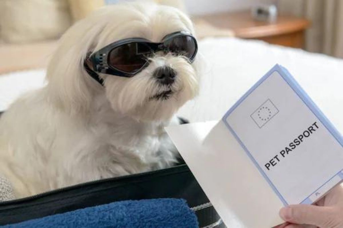 हौसेला मोल नाही! श्वानासाठी मालकानं बुक केला विमानातील पूर्ण बिझनेस क्लास; मोजले इतके पैसे