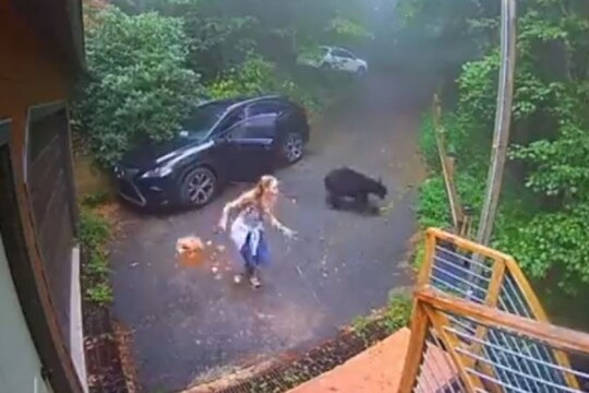 दरवाजा उघडताच कारमधून बाहेर आलं अस्वल अन्...; VIDEO मध्ये पाहा कशी झाली महिलेची अवस्था
