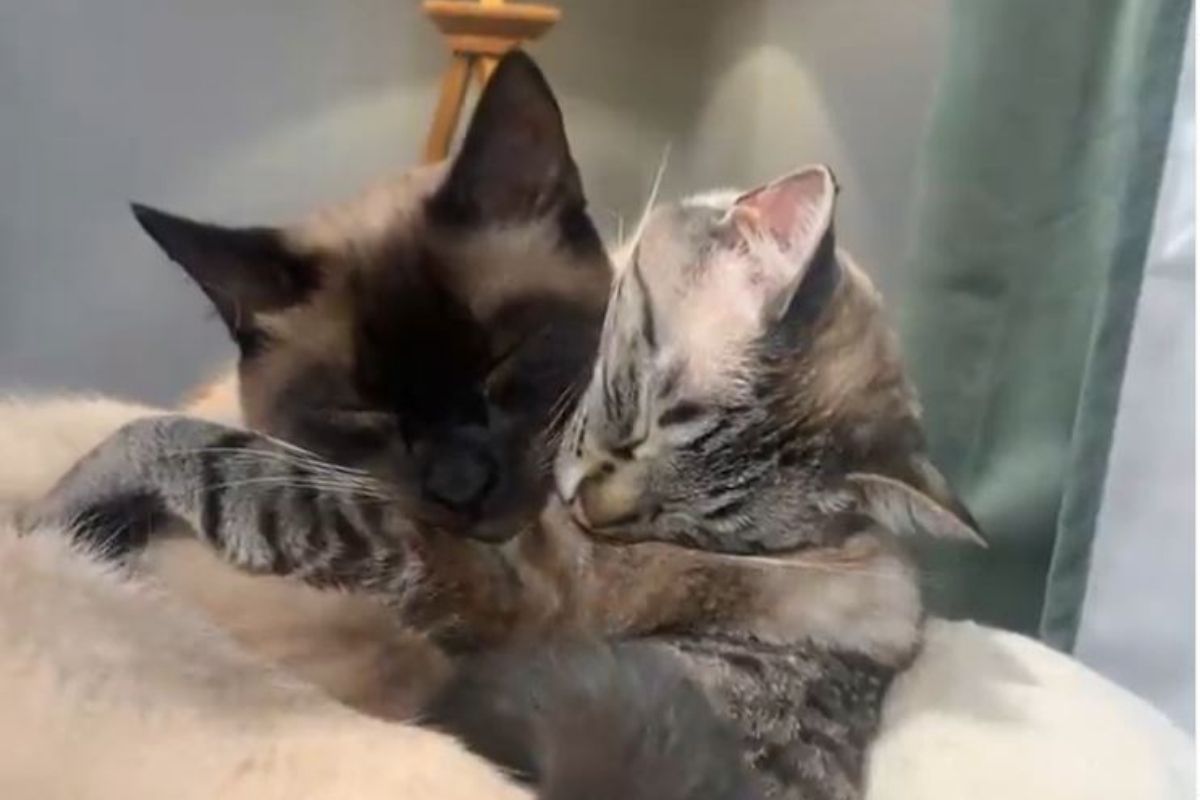 काय हे प्रेम! एकमेकींना कडकडून मिठी मारताना दिसल्या 2 मांजरी; पाहा Cute Video