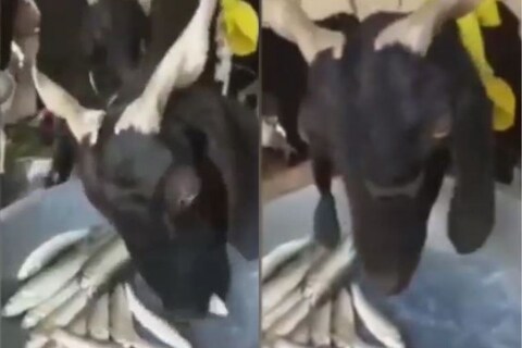 सध्या सोशल मीडियावर व्हायरल होणाऱ्या व्हिडिओमध्ये तुम्ही एक मांसाहारी बकरी पाहू शकता. हा व्हिडिओ सोशल मीडिया प्लॅटफॉर्म इन्स्टाग्रामवर (Instagram Reels) शेअर केला गेला आहे