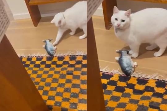मांजराला आधीच लागली भूकंपाची चाहूल; मालकिणीला असं केलं सावध, पाहा Viral Video