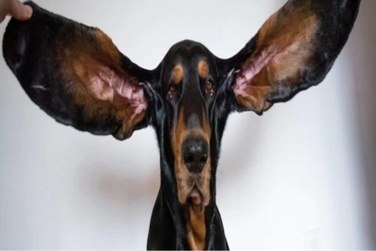 बापरे...इतके लांब कान! या कुत्र्याच्या नावावर आहे गिनीज वर्ल्ड रेकॉर्ड