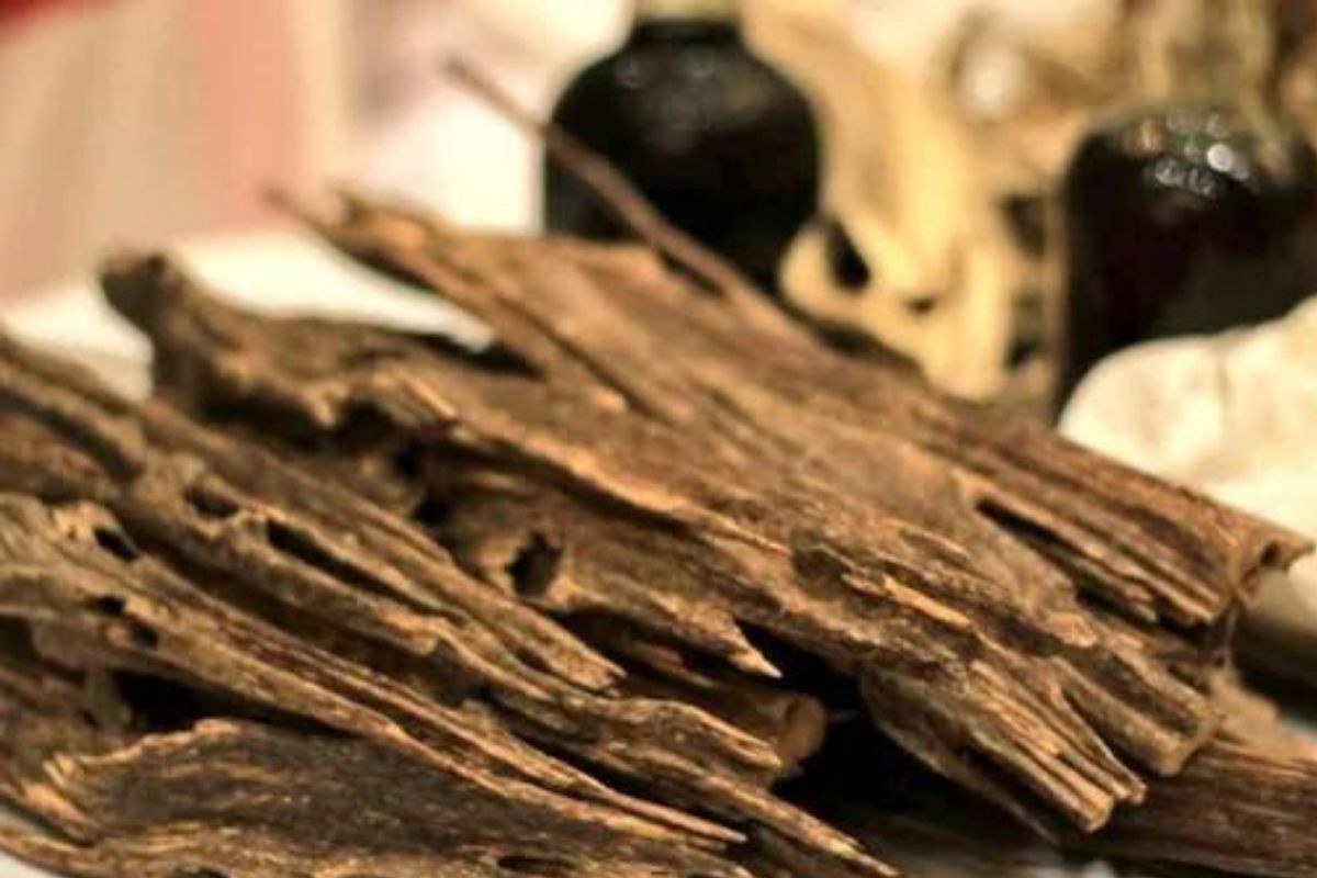 बापरे! हिरे अन् सोन्यापेक्षाही महाग आहे भारतातील हे लाकूड; 1 ग्रॅमची किंमत ऐकून व्हाल अवाक